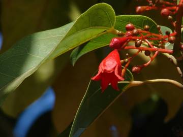 Fotografia da espécie Brachychiton acerifolius