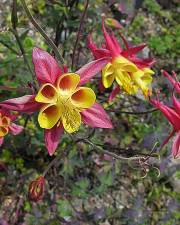 Fotografia da espécie Aquilegia skinneri