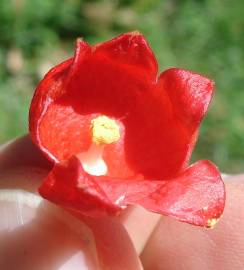 Fotografia da espécie Brachychiton acerifolius