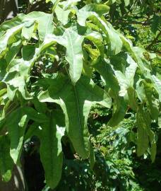 Fotografia da espécie Brachychiton acerifolius