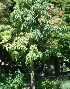 Fotografia 15 da espécie Brachychiton acerifolius no Jardim Botânico UTAD