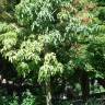 Fotografia 15 da espécie Brachychiton acerifolius do Jardim Botânico UTAD