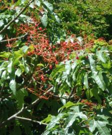 Fotografia da espécie Brachychiton acerifolius