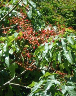 Fotografia 16 da espécie Brachychiton acerifolius no Jardim Botânico UTAD