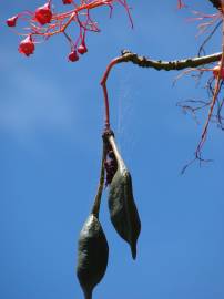 Fotografia da espécie Brachychiton acerifolius