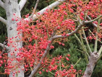 Fotografia da espécie Brachychiton acerifolius