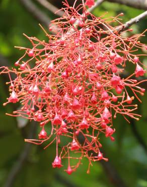 Fotografia 1 da espécie Brachychiton acerifolius no Jardim Botânico UTAD