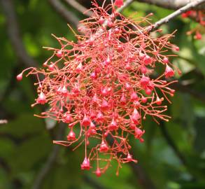 Fotografia da espécie Brachychiton acerifolius