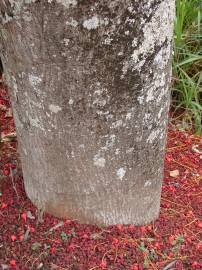 Fotografia da espécie Brachychiton acerifolius