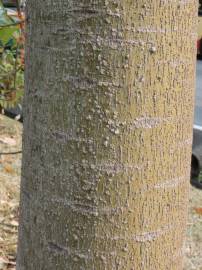 Fotografia da espécie Brachychiton acerifolius