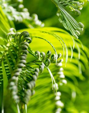 Fotografia 9 da espécie Cycas revoluta no Jardim Botânico UTAD