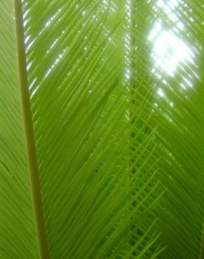 Fotografia 10 da espécie Cycas revoluta no Jardim Botânico UTAD