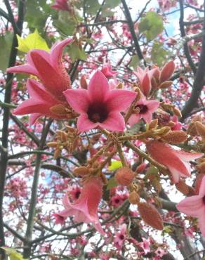 Fotografia 15 da espécie Brachychiton discolor no Jardim Botânico UTAD