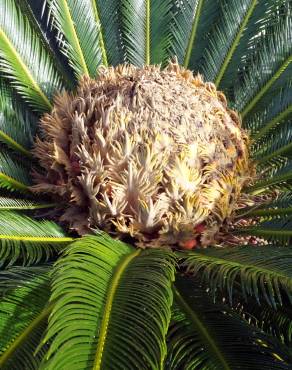 Fotografia 11 da espécie Cycas revoluta no Jardim Botânico UTAD