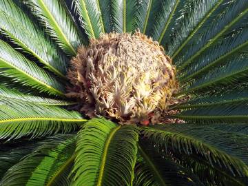 Fotografia da espécie Cycas revoluta