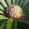 Fotografia 11 da espécie Cycas revoluta do Jardim Botânico UTAD