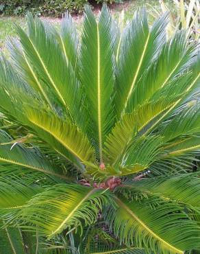 Fotografia 12 da espécie Cycas revoluta no Jardim Botânico UTAD