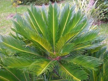 Fotografia da espécie Cycas revoluta