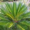 Fotografia 12 da espécie Cycas revoluta do Jardim Botânico UTAD