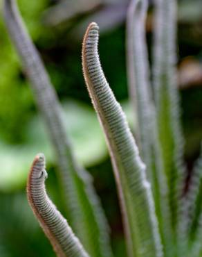 Fotografia 13 da espécie Cycas revoluta no Jardim Botânico UTAD