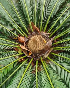 Fotografia 1 da espécie Cycas revoluta no Jardim Botânico UTAD