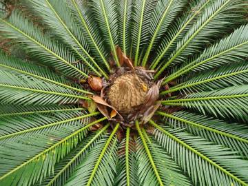 Fotografia da espécie Cycas revoluta