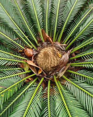 Fotografia de capa Cycas revoluta - do Jardim Botânico