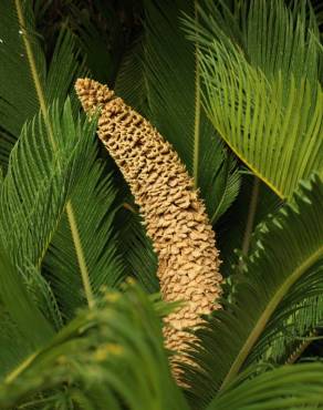 Fotografia 14 da espécie Cycas revoluta no Jardim Botânico UTAD