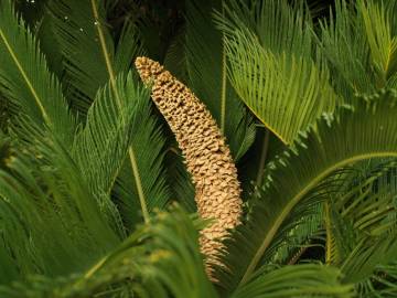 Fotografia da espécie Cycas revoluta