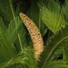 Fotografia 14 da espécie Cycas revoluta do Jardim Botânico UTAD