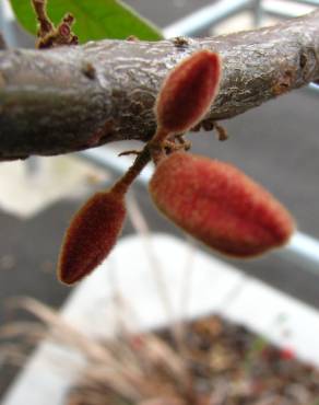 Fotografia 17 da espécie Brachychiton discolor no Jardim Botânico UTAD