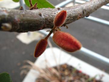 Fotografia da espécie Brachychiton discolor