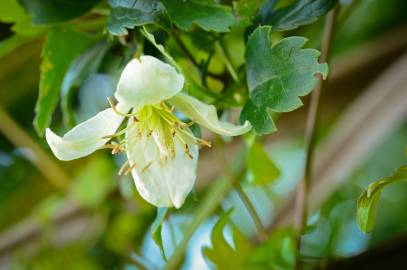 Fotografia da espécie Clematis cirrhosa