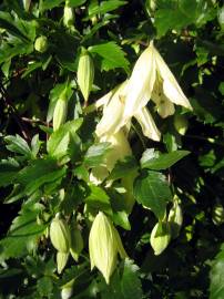 Fotografia da espécie Clematis cirrhosa