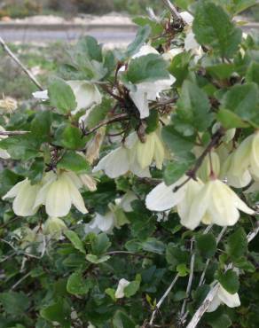 Fotografia 9 da espécie Clematis cirrhosa no Jardim Botânico UTAD