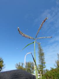 Fotografia da espécie Cynodon dactylon