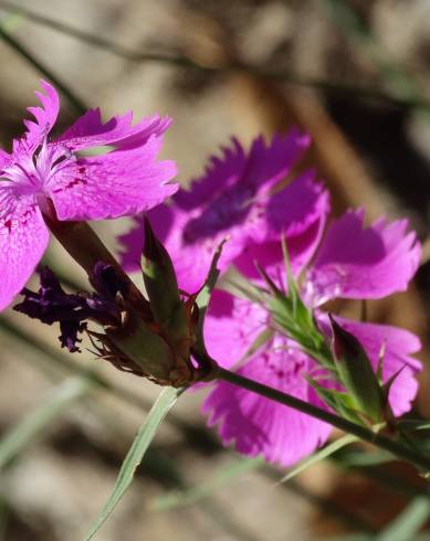 Fotografia de capa Dianthus seguieri - do Jardim Botânico