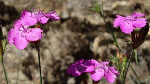 Fotografia da espécie Dianthus seguieri