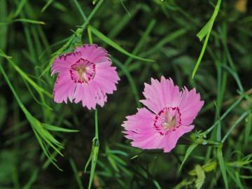 Fotografia da espécie Dianthus seguieri