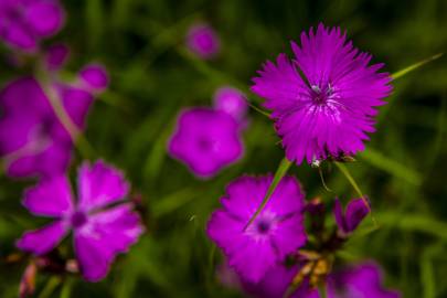 Fotografia da espécie Dianthus seguieri