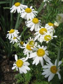 Fotografia da espécie Tanacetum corymbosum