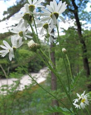 Fotografia 6 da espécie Tanacetum corymbosum no Jardim Botânico UTAD