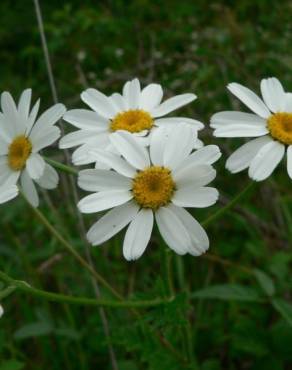 Fotografia 8 da espécie Tanacetum corymbosum no Jardim Botânico UTAD