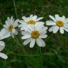 Fotografia 8 da espécie Tanacetum corymbosum do Jardim Botânico UTAD