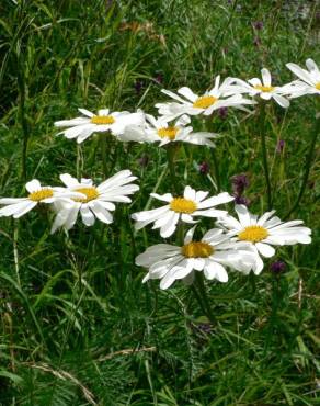 Fotografia 9 da espécie Tanacetum corymbosum no Jardim Botânico UTAD