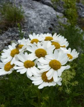 Fotografia 10 da espécie Tanacetum corymbosum no Jardim Botânico UTAD