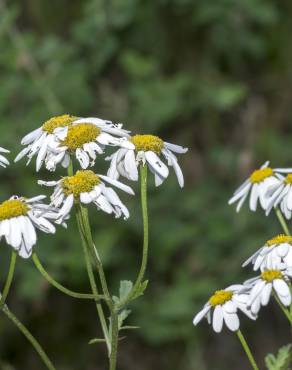 Fotografia 13 da espécie Tanacetum corymbosum no Jardim Botânico UTAD