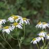 Fotografia 13 da espécie Tanacetum corymbosum do Jardim Botânico UTAD