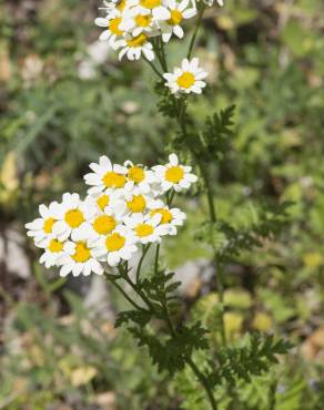 Fotografia 14 da espécie Tanacetum corymbosum no Jardim Botânico UTAD