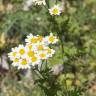 Fotografia 14 da espécie Tanacetum corymbosum do Jardim Botânico UTAD